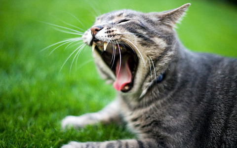 43_cat-yawns